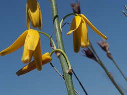 Image de Albuca clanwilliamae-gloria U. Müll.-Doblies