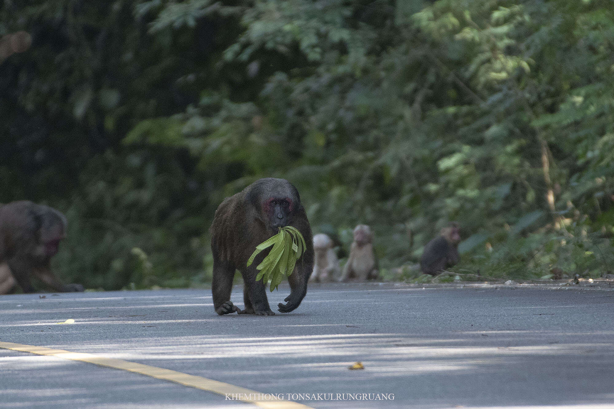 Macaca arctoides (I. Geoffroy Saint-Hilaire 1831) resmi