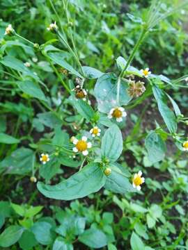 Image of Galinsoga parviflora var. parviflora