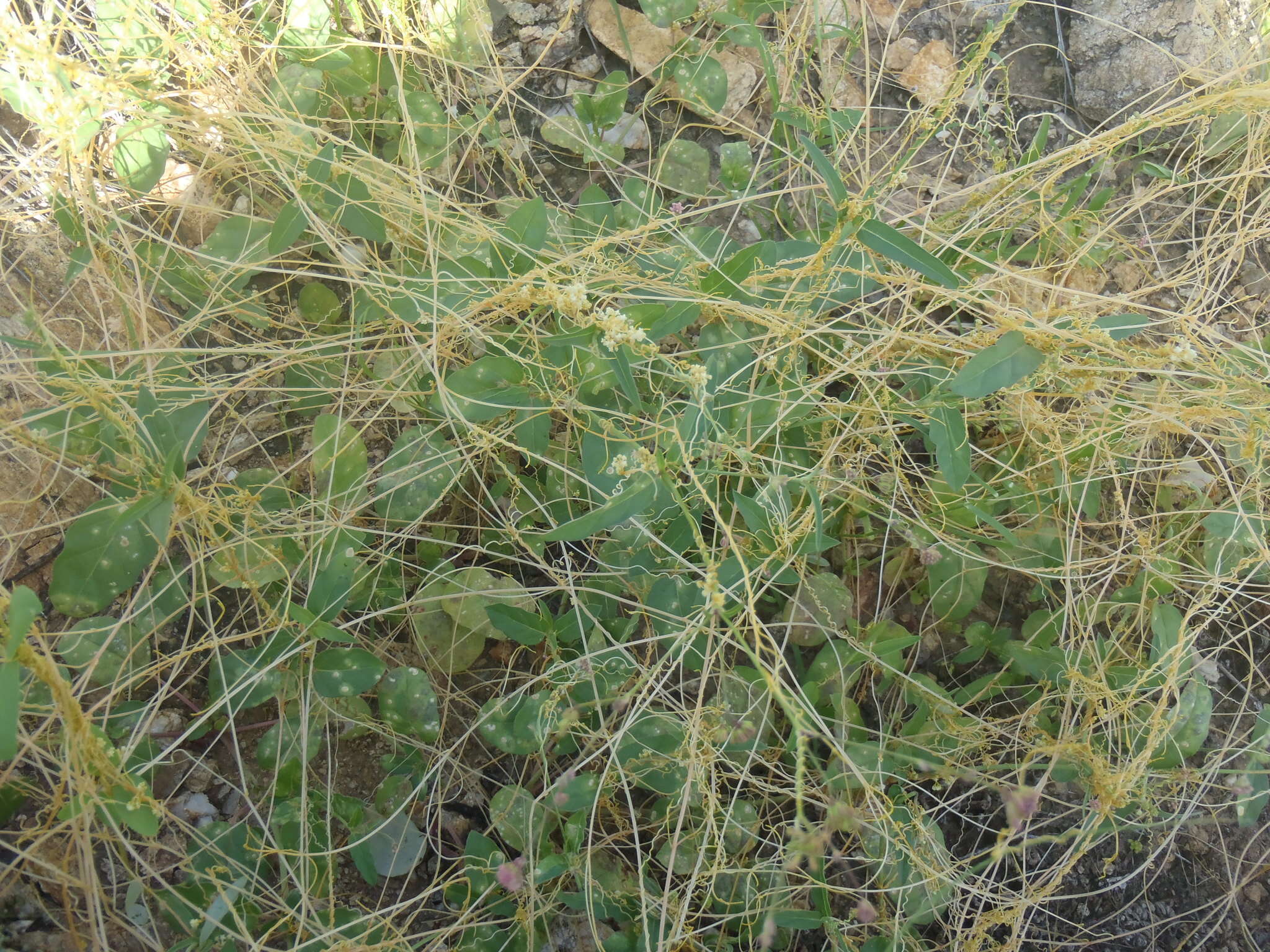 Imagem de Cuscuta tuberculata T. S. Brandegee