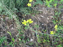 Image of Diplotaxis tenuifolia subsp. cretacea (Kotov) Sobrino Vesperinas