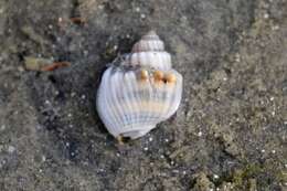 Image of shielded dogwhelk