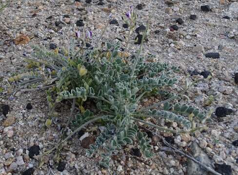 Image of widow's milkvetch