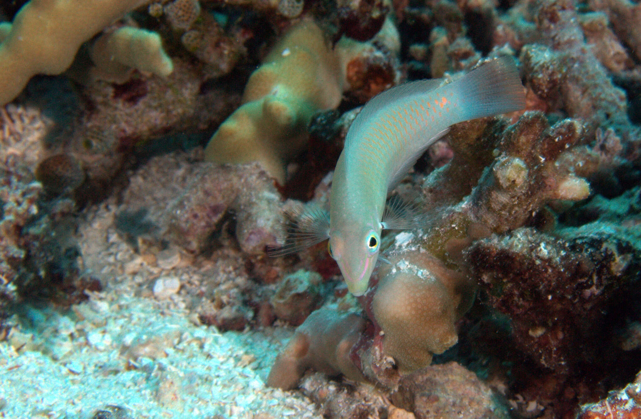 Image of Threespot wrasse