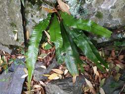 Image of Campyloneurum nitidum (Kaulf.) C. Presl