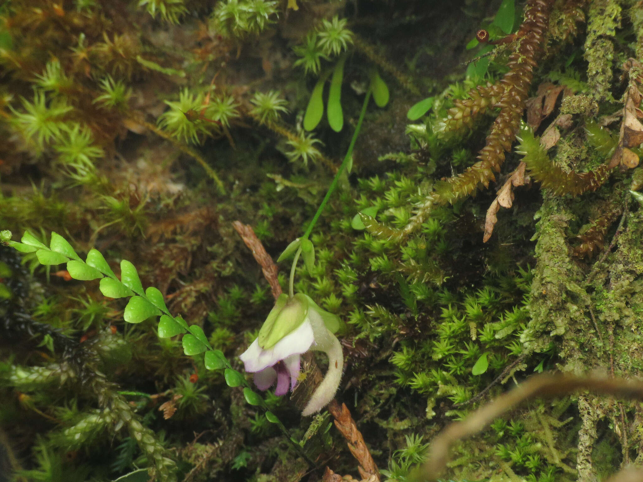 Image of Utricularia jamesoniana Oliv.