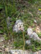 صورة Plantago argentea Chaix