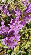 Image of Rough Gentian