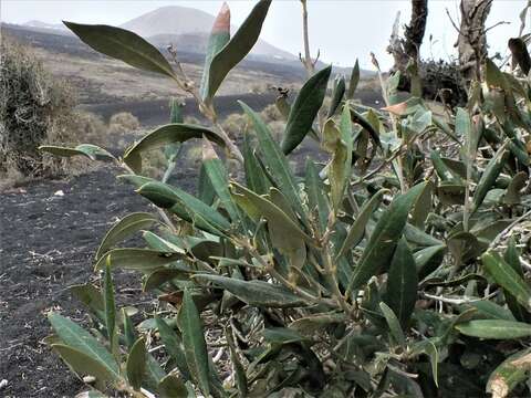 Olea europaea subsp. guanchica P. Vargas, J. Hess, Muñoz Garm. & Kadereit resmi