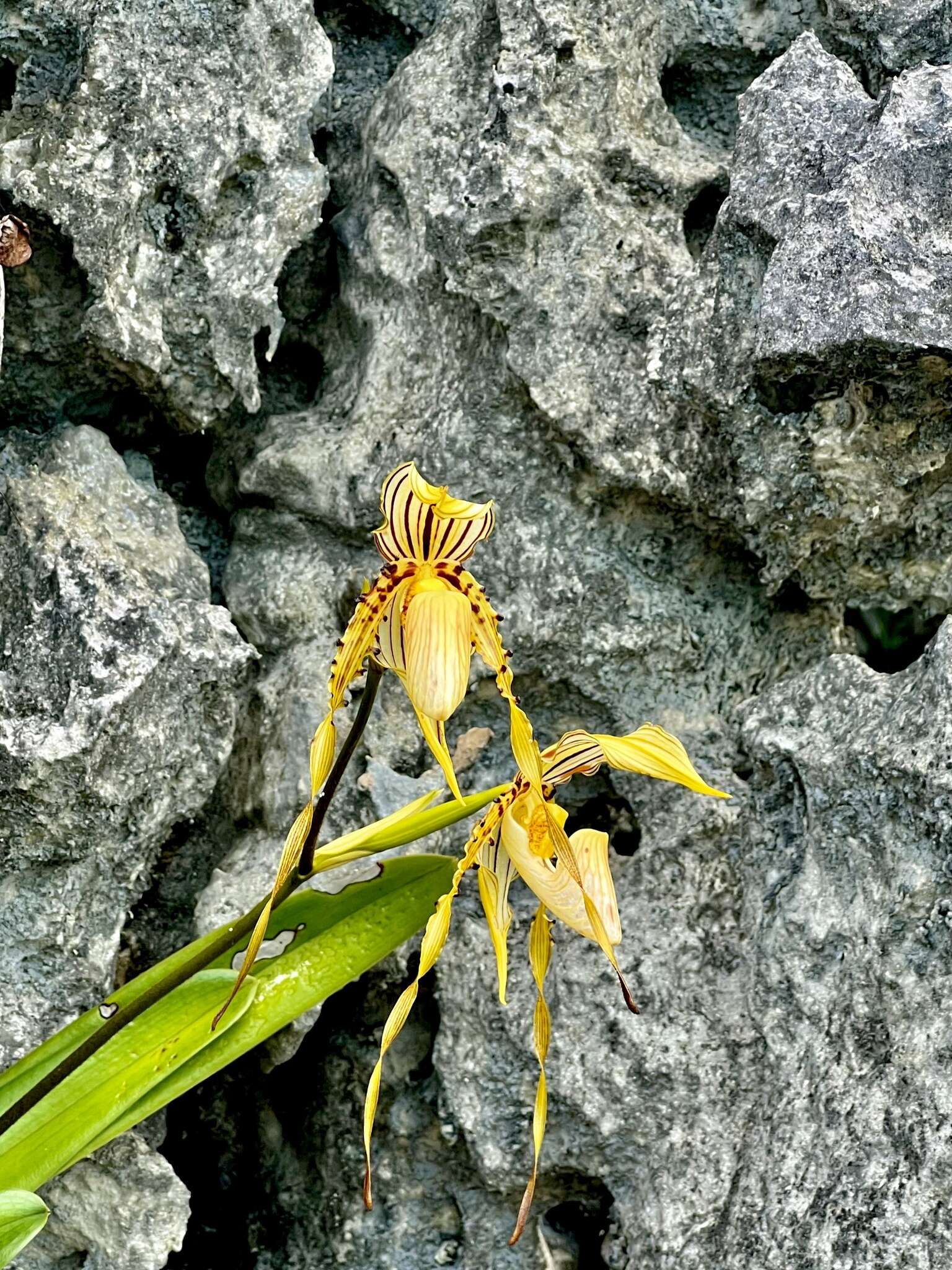 Image de Paphiopedilum glanduliferum (Blume) Stein