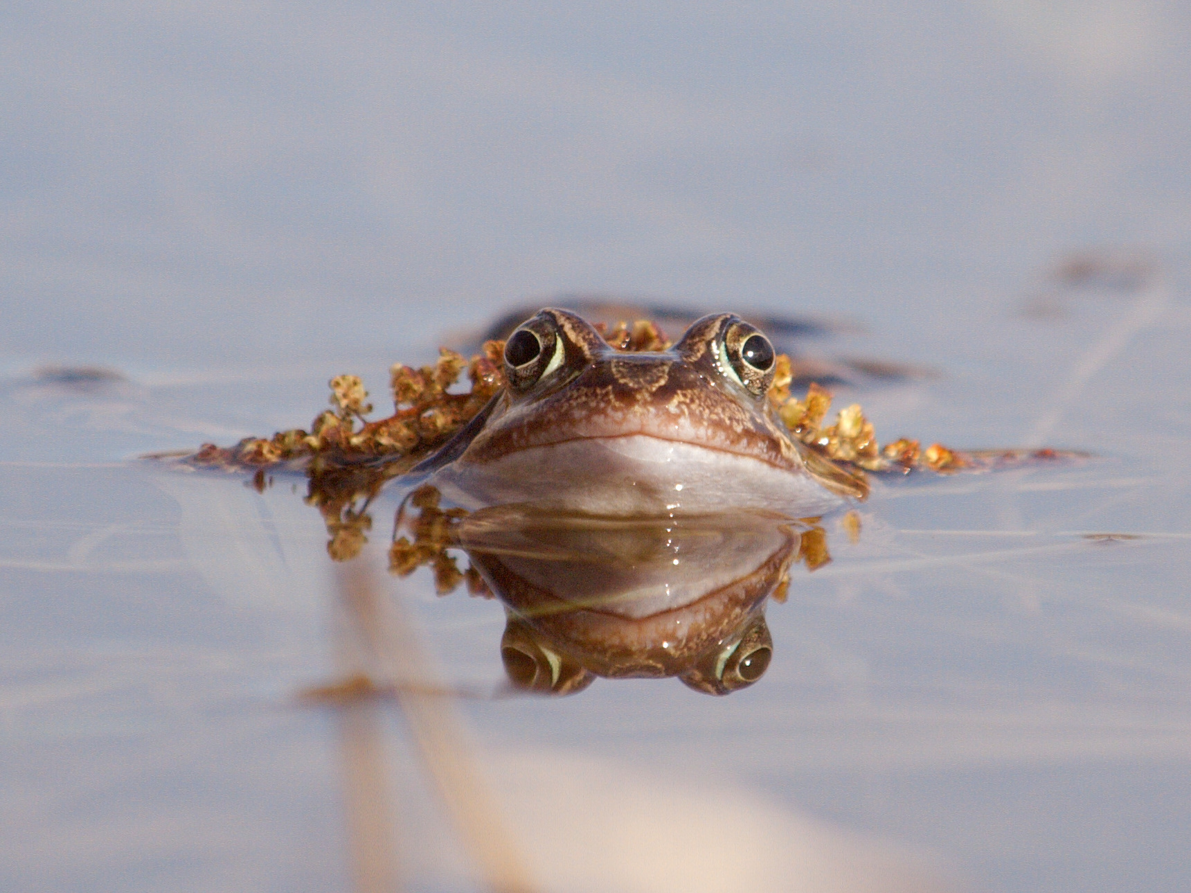 Image of european frog