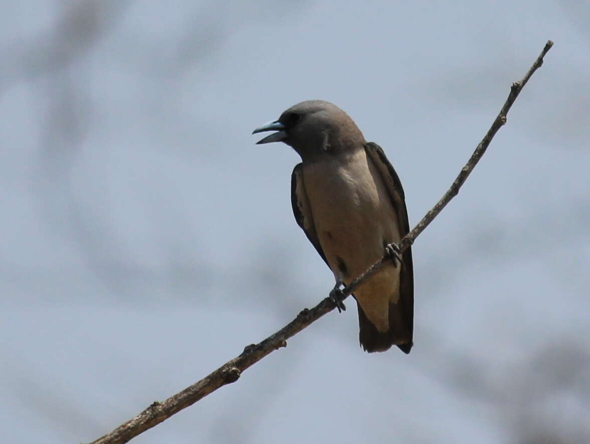 Image of Ashy Wood Swallow