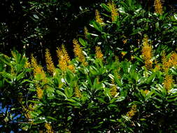 Image of Vochysia speciosa Warm.