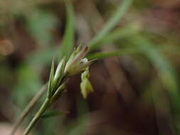 Image of Nastus perrieri A. Camus