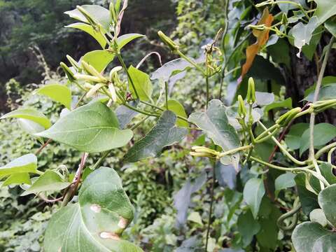 Image of Matelea calcarata (R. E. Woodson) R. E. Woodson