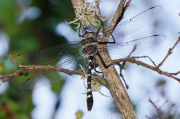 Image of Macromia annulata Hagen 1861