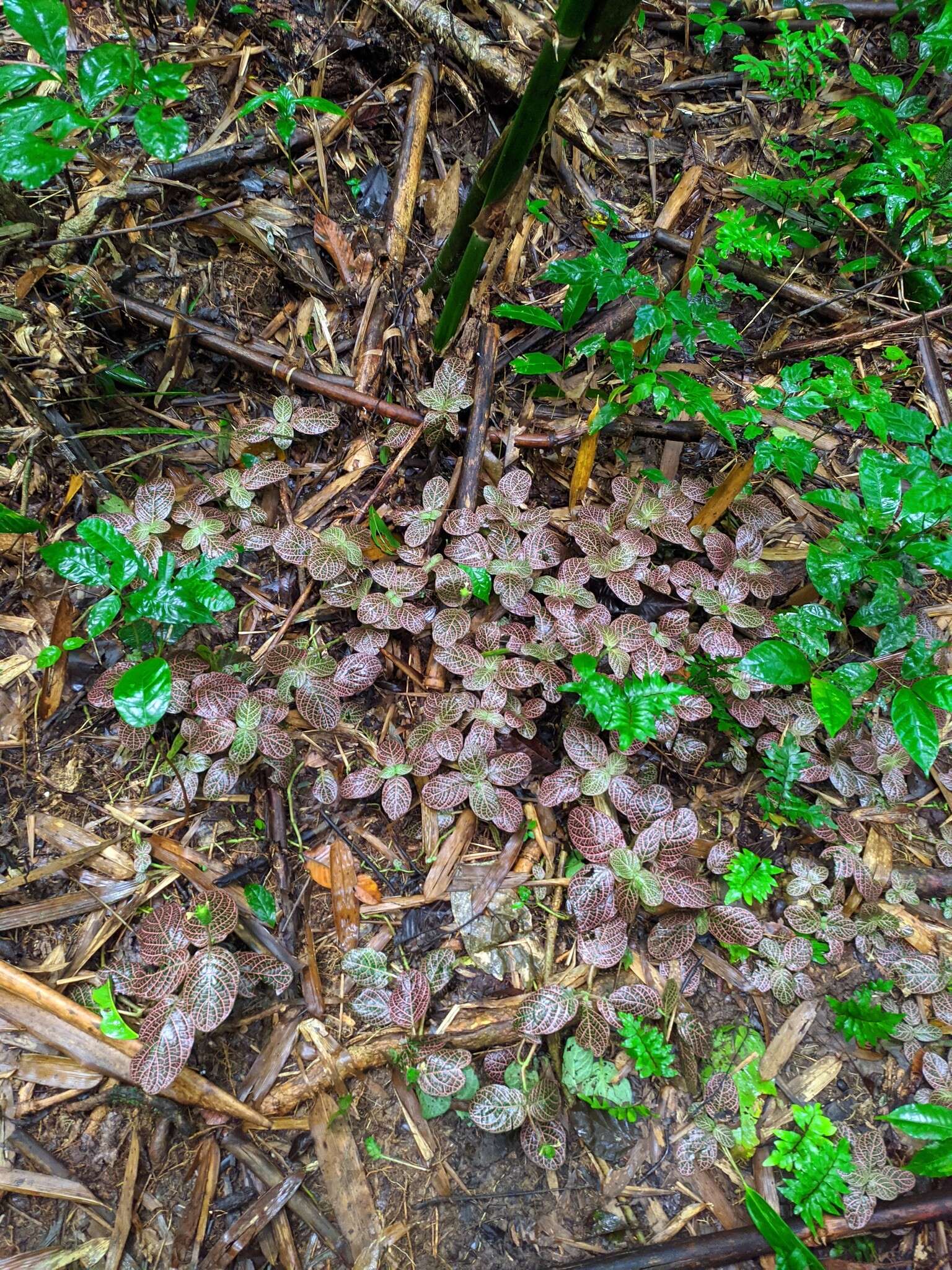 Fittonia albivenis (Lindl. ex Veitch) R. K. Brummitt resmi