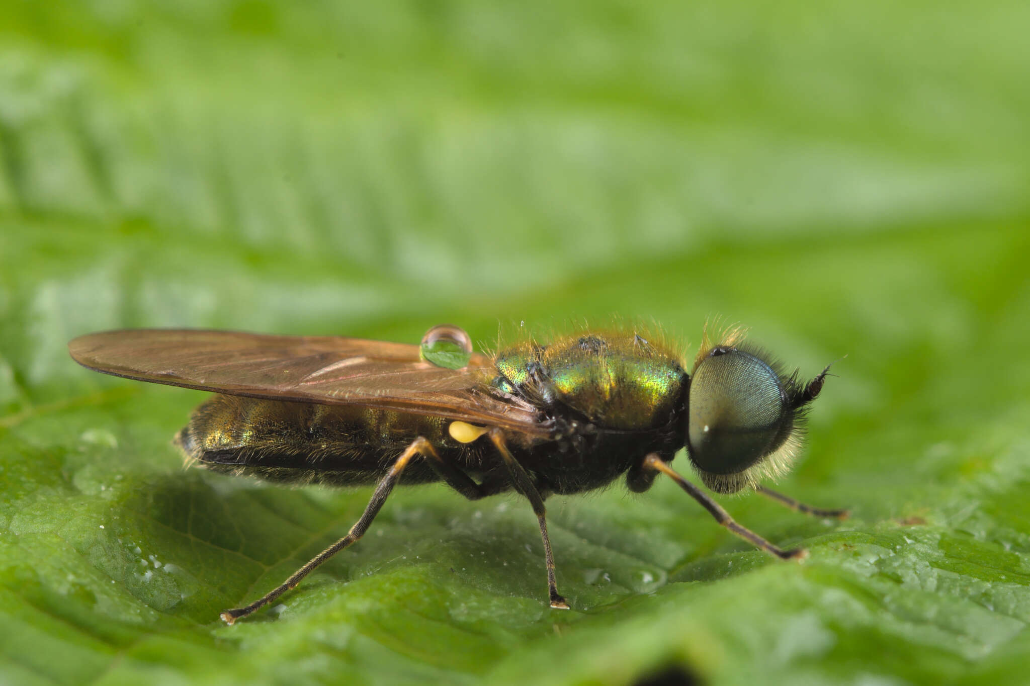 Image of Soldier fly