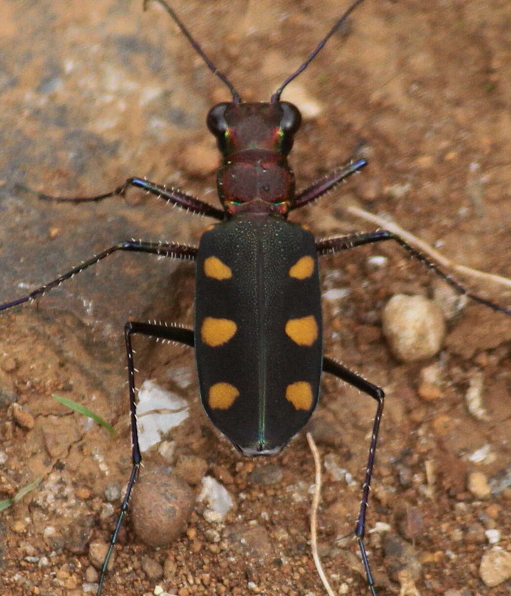 Image of Cicindela (Calochroa) safraneki (Werner & Wiesner 2008)