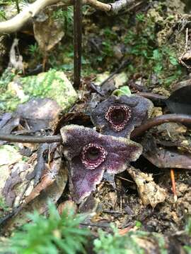 Image of Asarum macranthum Hook. fil.