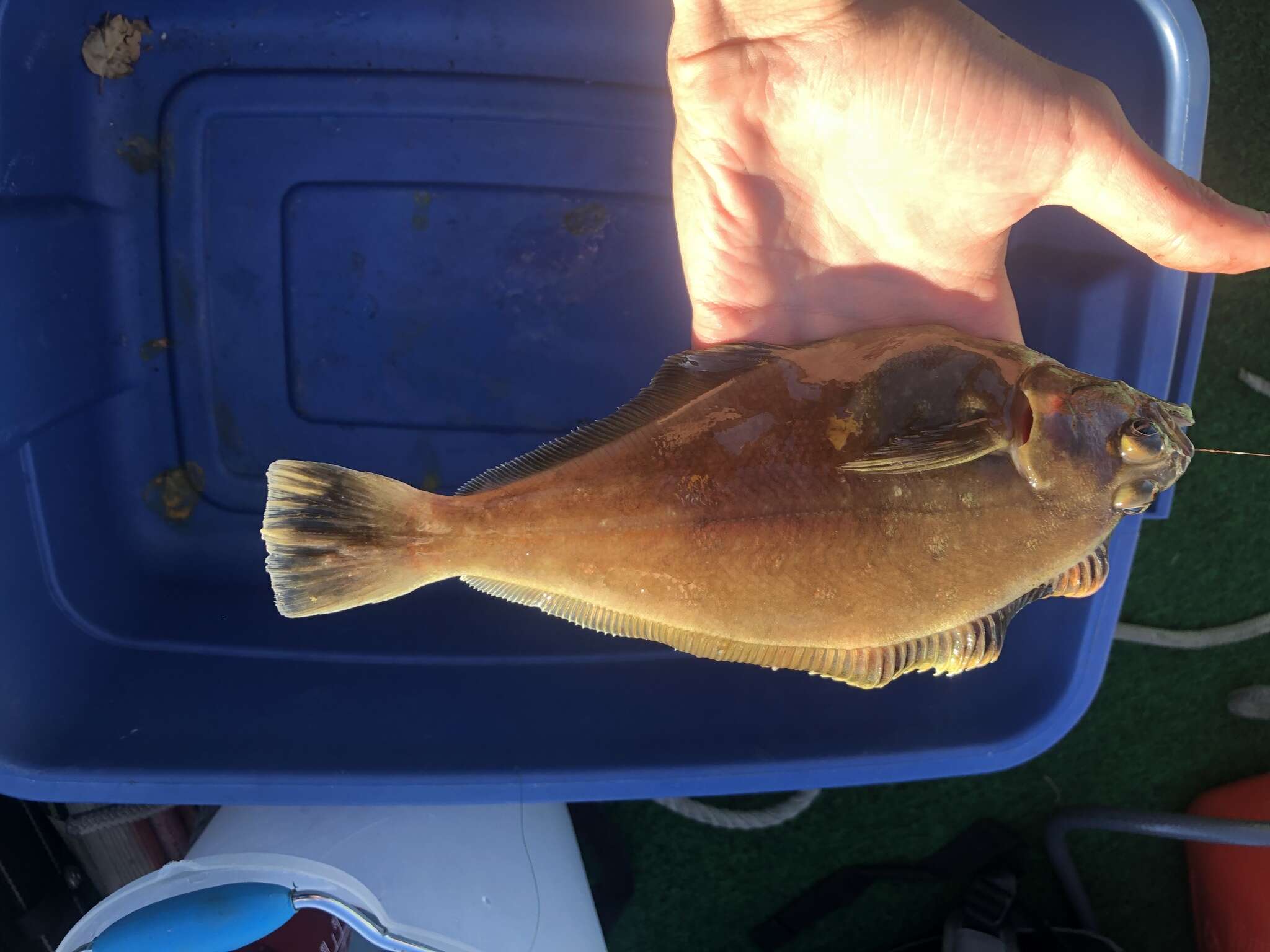 Image of Pacific sanddab