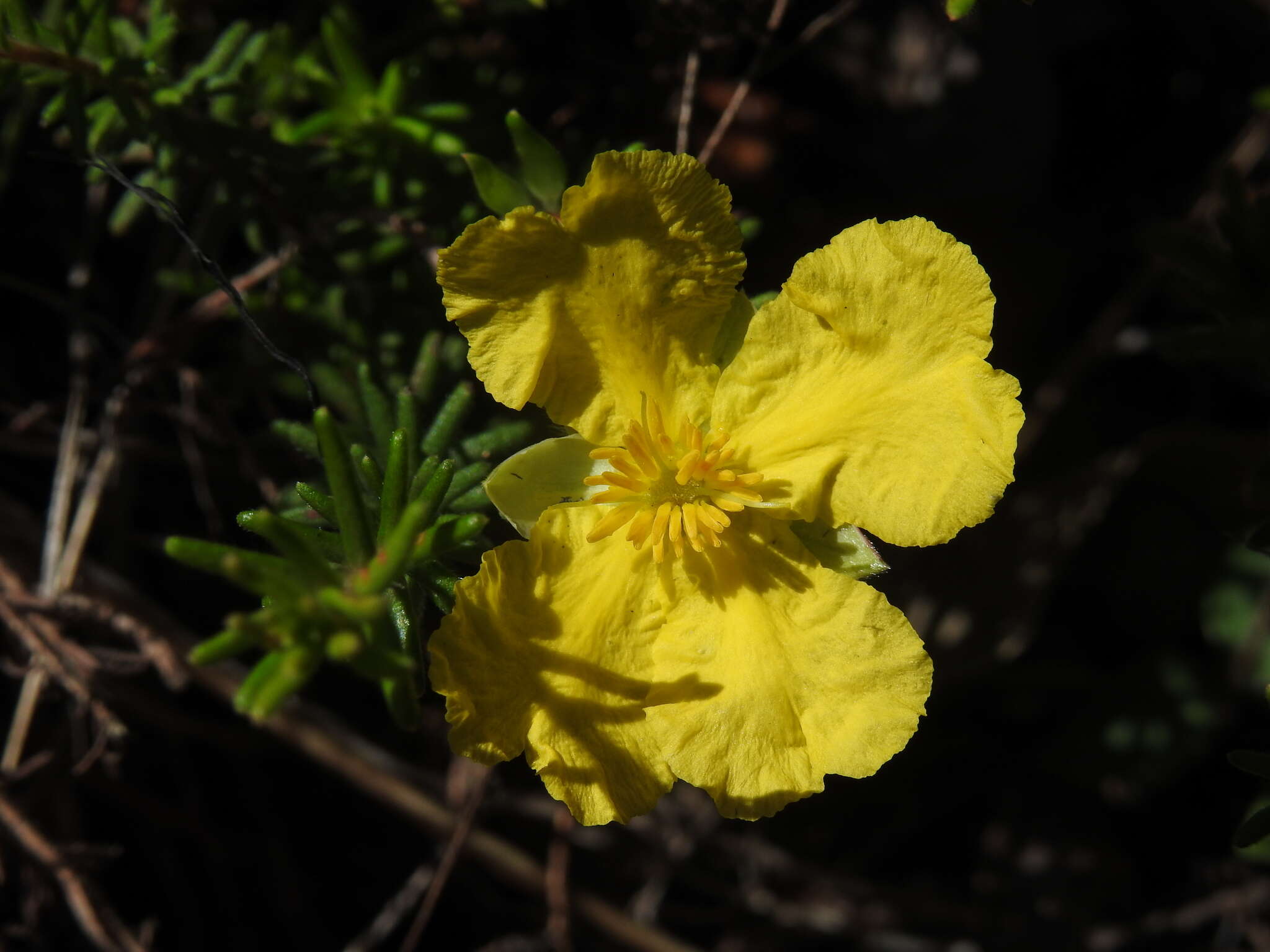 Image of Hibbertia vestita A. Cunn. ex Benth.