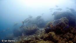 Image of Mangrove red snapper