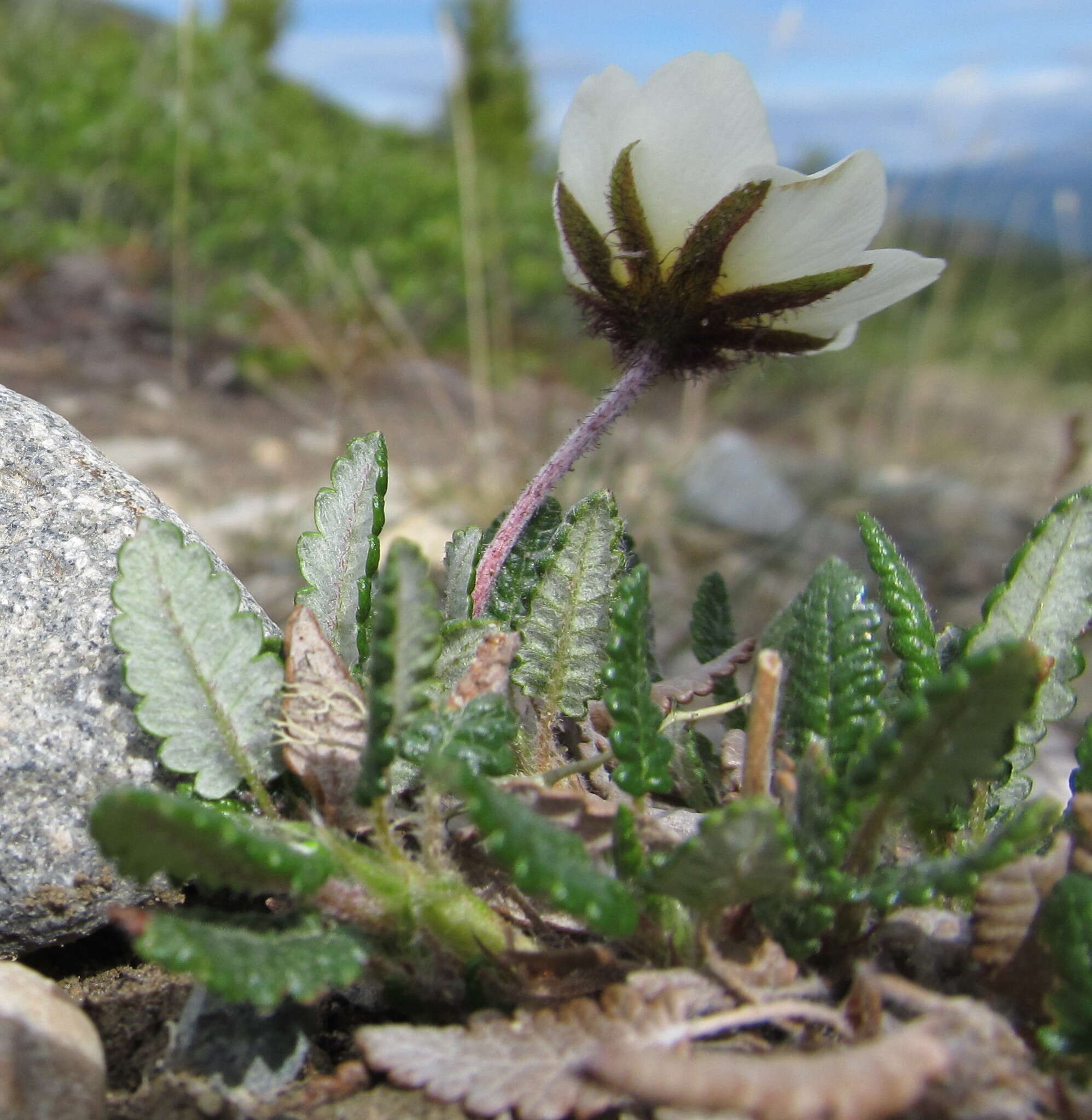 Imagem de Dryas octopetala var. asiatica (Nakai) Nakai