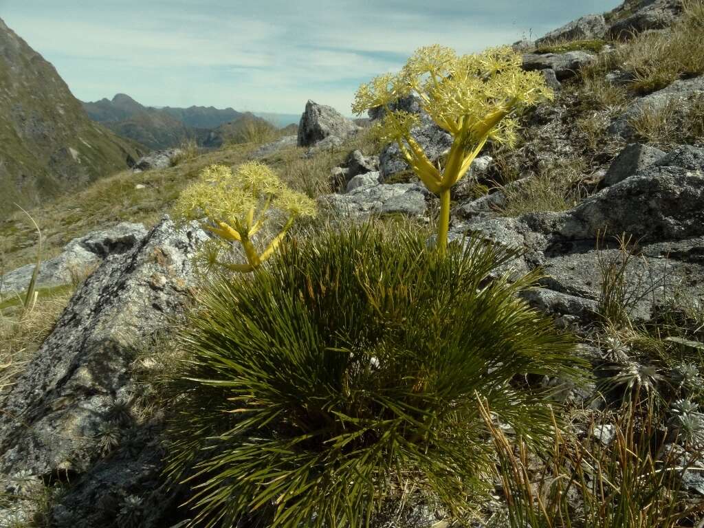 Image of Aciphylla multisecta Cheeseman