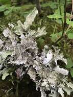 Image of ragged lichen