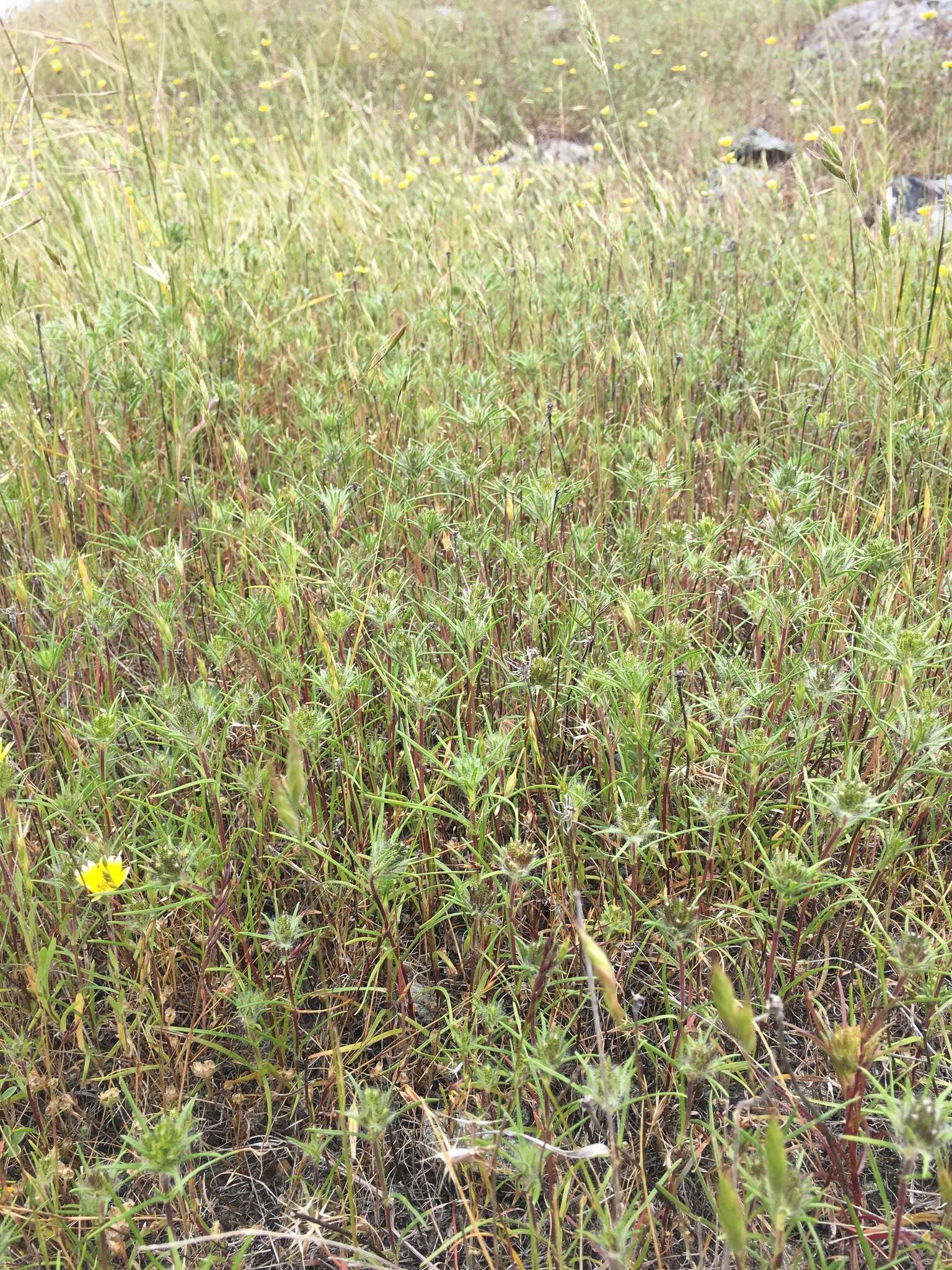 Image of sticky western rosinweed