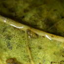 Image of Potamopyrgus oppidanus Haase 2008