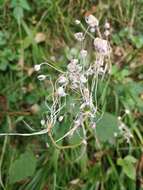 Image of Allium carinatum L.