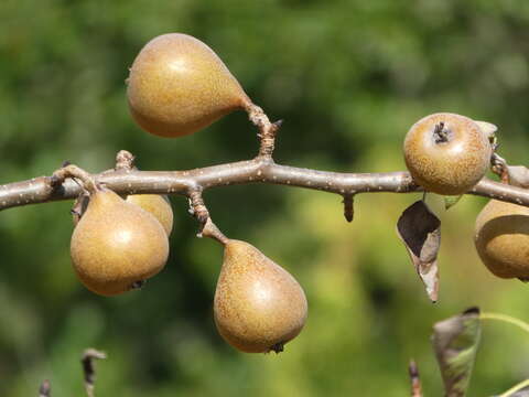 Plancia ëd Pyrus communis L.