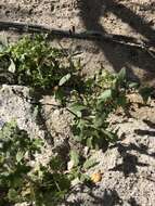 Image of Mojave ragwort