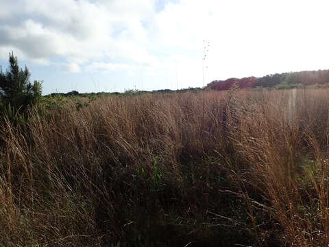 Image of swamp sunflower