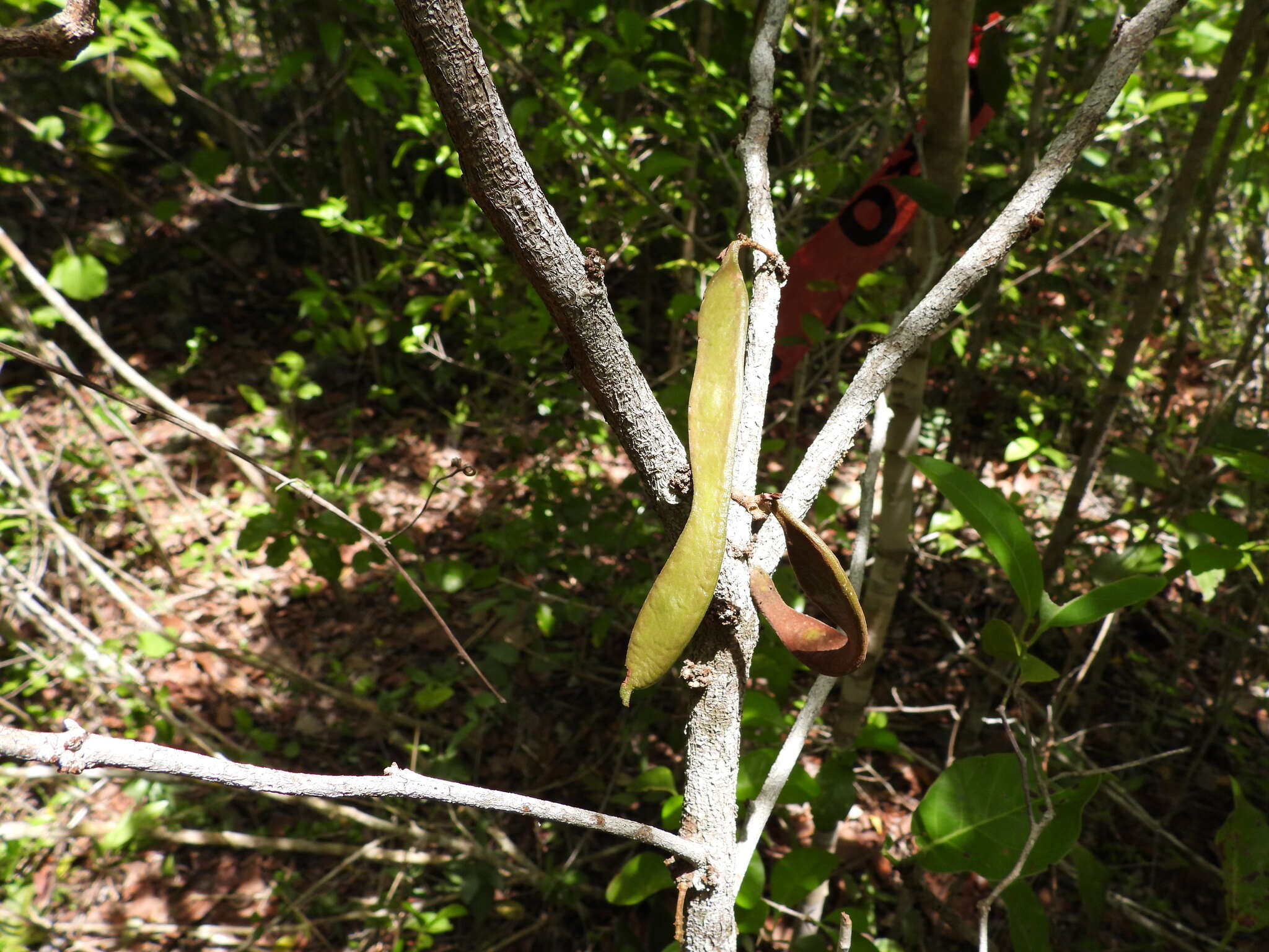 Image of Zygia cognata (Schltdl.) Britton & Rose