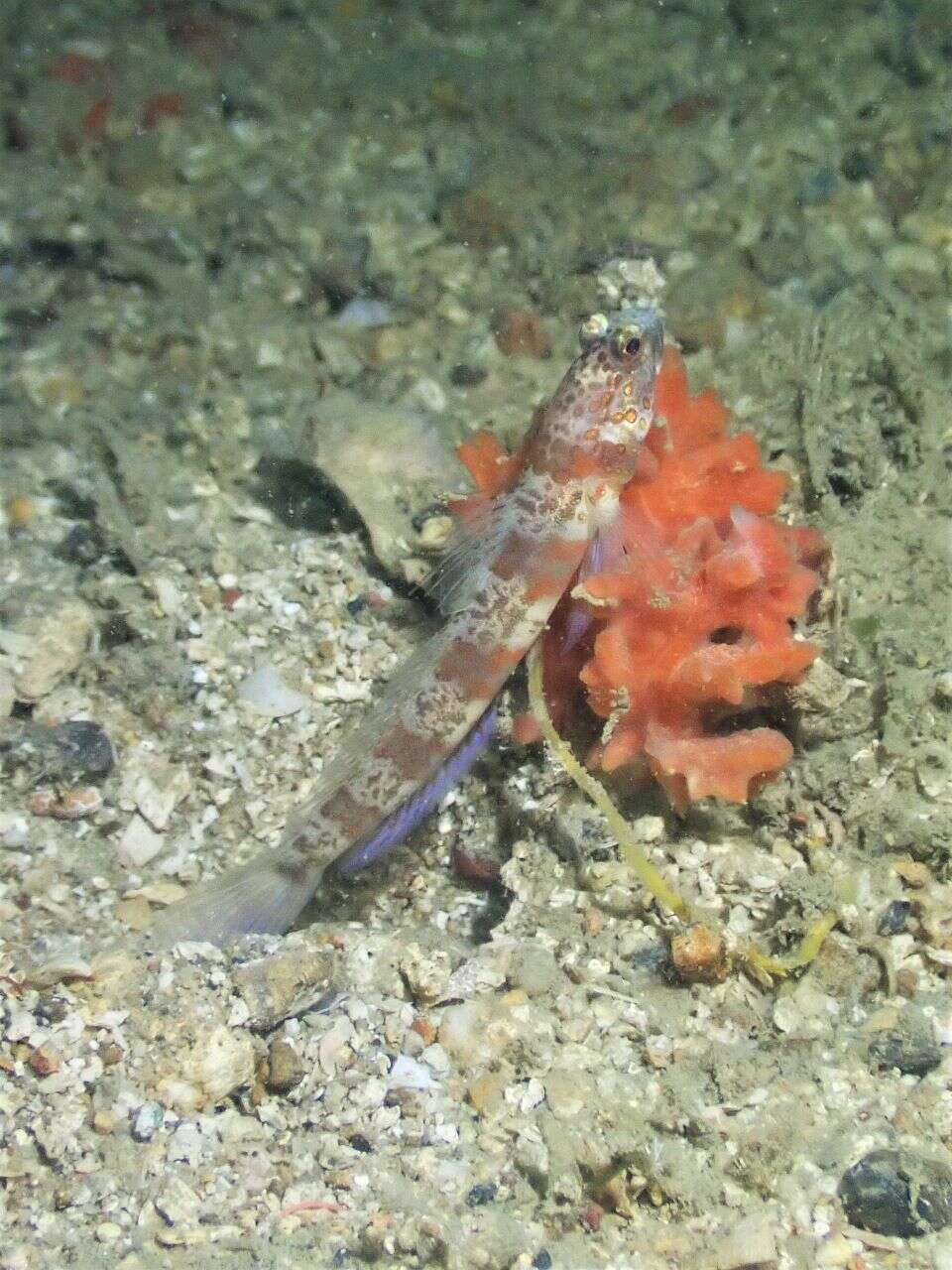 Image of Broad-banded shrimpgoby