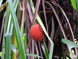 Image of Scrub breadfruit