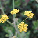 Leiotulus aureus (Sm.) M. G. Pimenov & T. A. Ostroumova resmi