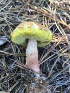 Image of Aureoboletus projectellus (Murrill) Halling 2015