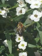 Image of Andrena dunningi Cockerell 1898