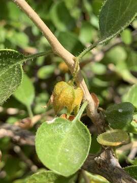 Image of Withania frutescens (L.) Pauquy