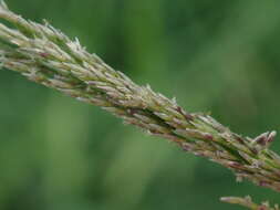 Image of smut grass