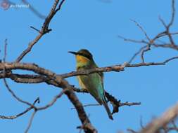 Image of Rainbow Bee-eater