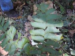 Image of Adiantum trapeziforme L.