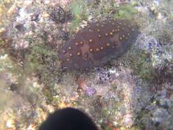 Image of Brown Sea Cucumber