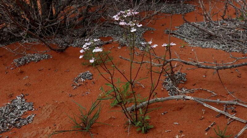 Image of Nemesia saccata E. Mey. ex Benth.