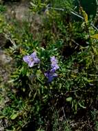 Image of Carolina desert-thorn