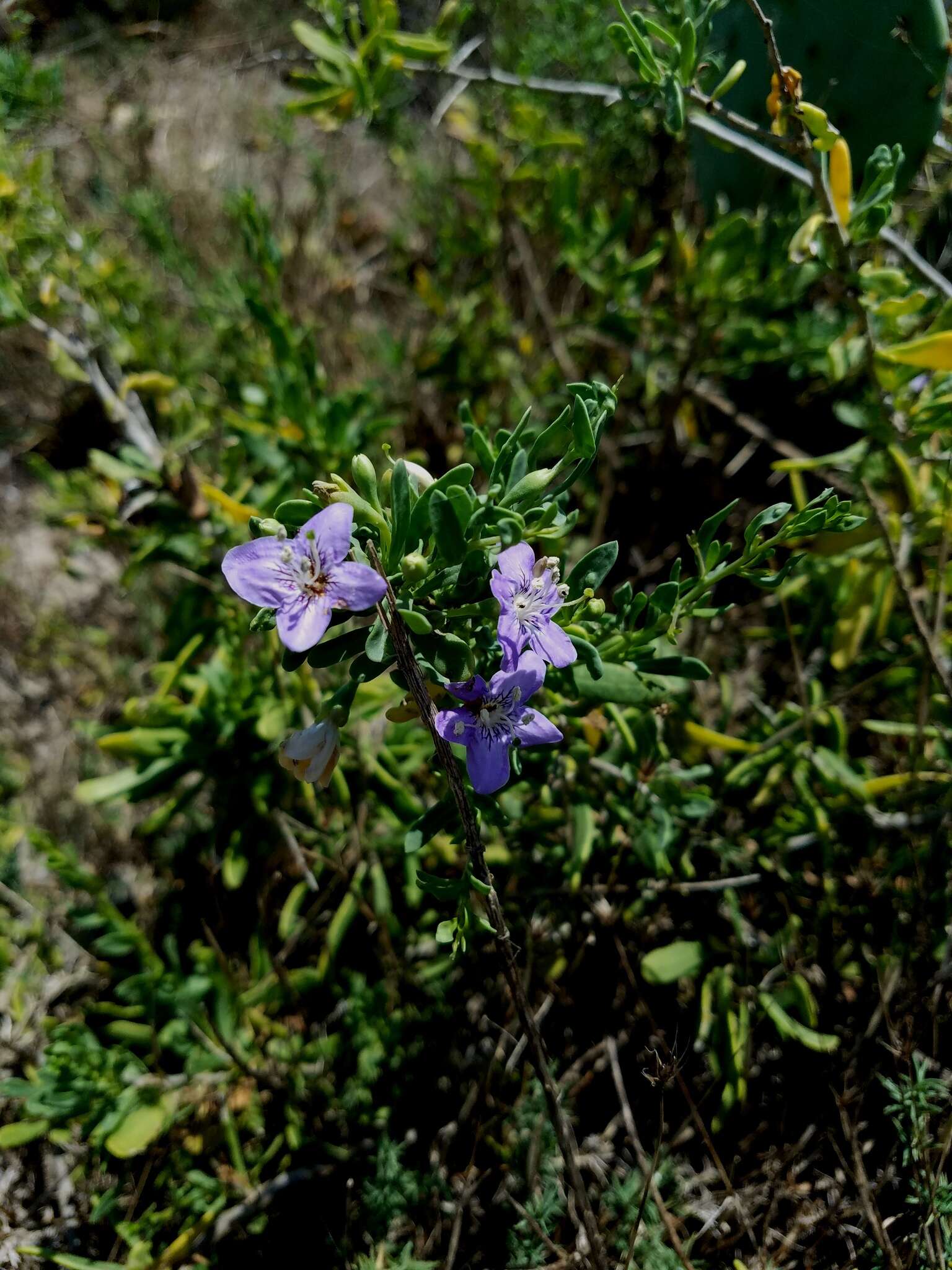 Image of Carolina desert-thorn